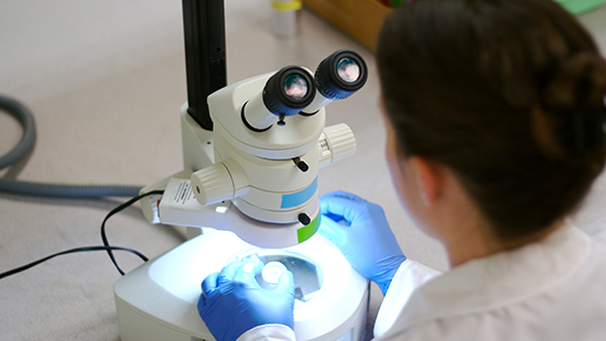 Researcher looking into a microscope